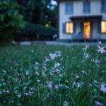 Attic Home - field of purple flower beside house